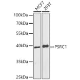 Western Blot - Anti-PSRC1 Antibody (A9710) - Antibodies.com
