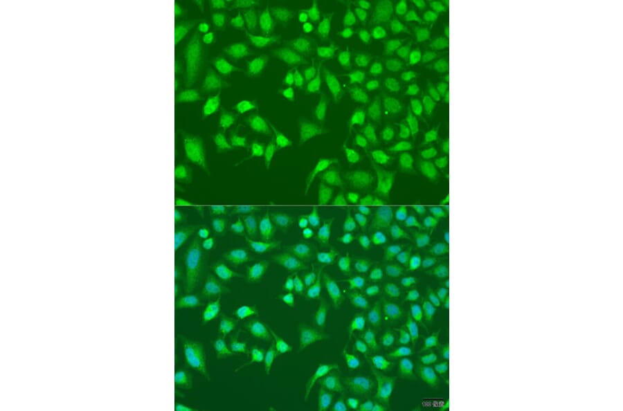 Immunofluorescence - Anti-TRIM22 Antibody (A5508) - Antibodies.com