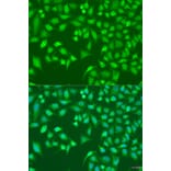 Immunofluorescence - Anti-TRIM22 Antibody (A5508) - Antibodies.com