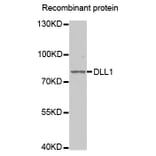 Western Blot - Anti-DLL1 Antibody (A5509) - Antibodies.com