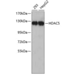 Western Blot - Anti-HDAC5 Antibody (A5519) - Antibodies.com