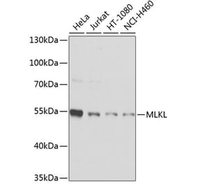Western Blot - Anti-MLKL Antibody (A9717) - Antibodies.com