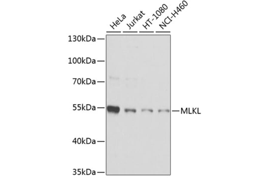 Western Blot - Anti-MLKL Antibody (A9717) - Antibodies.com