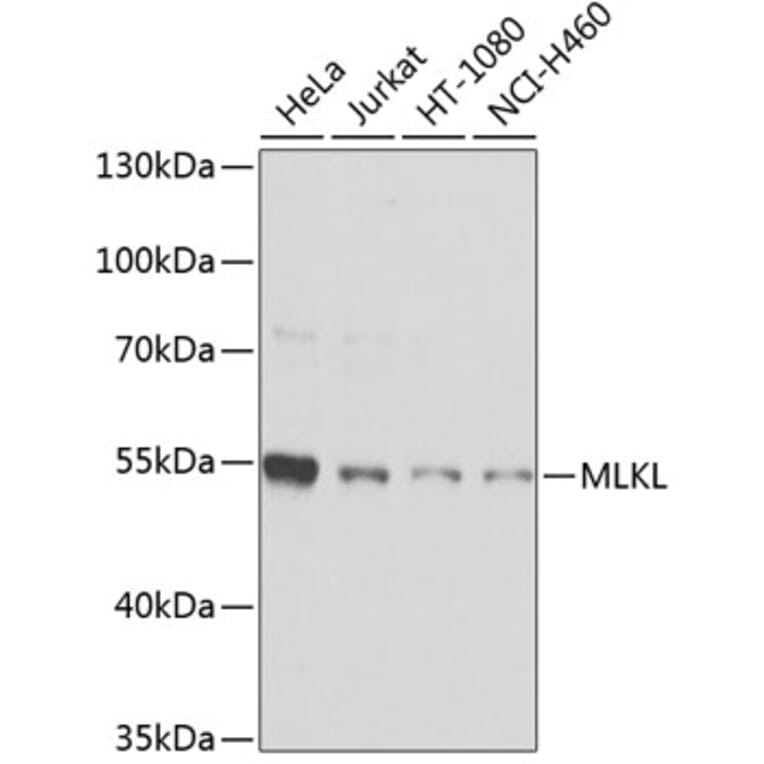 Western Blot - Anti-MLKL Antibody (A9717) - Antibodies.com