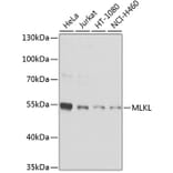 Western Blot - Anti-MLKL Antibody (A9717) - Antibodies.com