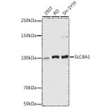 Western Blot - Anti-NCX1 Antibody (A9718) - Antibodies.com
