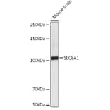 Western Blot - Anti-NCX1 Antibody (A9718) - Antibodies.com