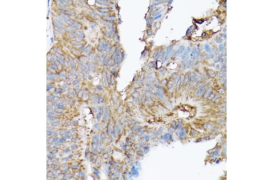 Immunohistochemistry - Anti-NCX1 Antibody (A9718) - Antibodies.com
