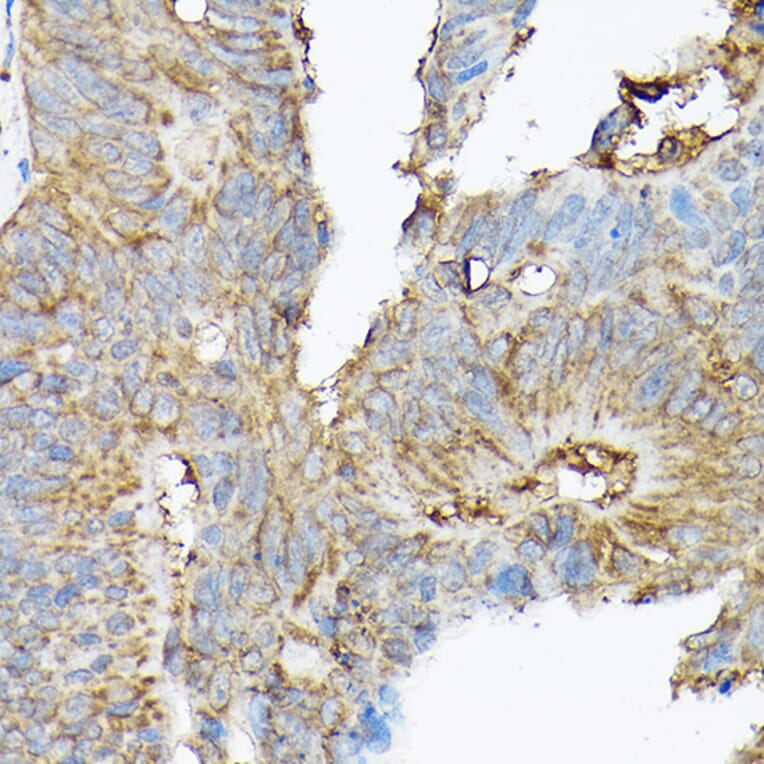 Immunohistochemistry - Anti-NCX1 Antibody (A9718) - Antibodies.com