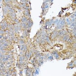 Immunohistochemistry - Anti-NCX1 Antibody (A9718) - Antibodies.com