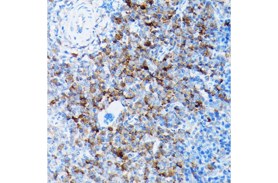 Immunohistochemistry - Anti-NCX1 Antibody (A9718) - Antibodies.com