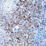 Immunohistochemistry - Anti-NCX1 Antibody (A9718) - Antibodies.com