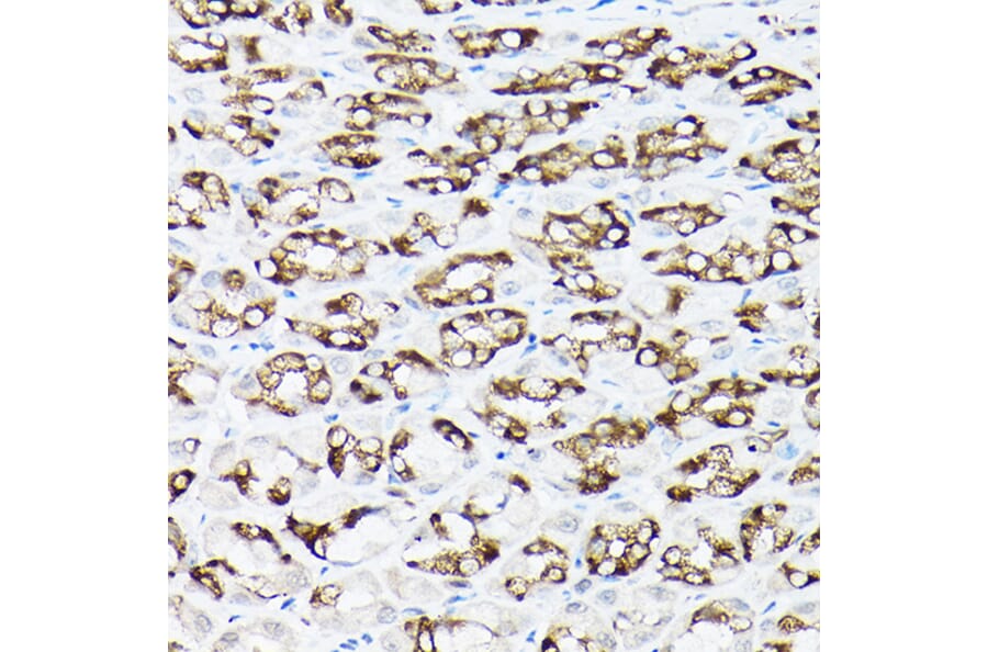 Immunohistochemistry - Anti-NCX1 Antibody (A9718) - Antibodies.com
