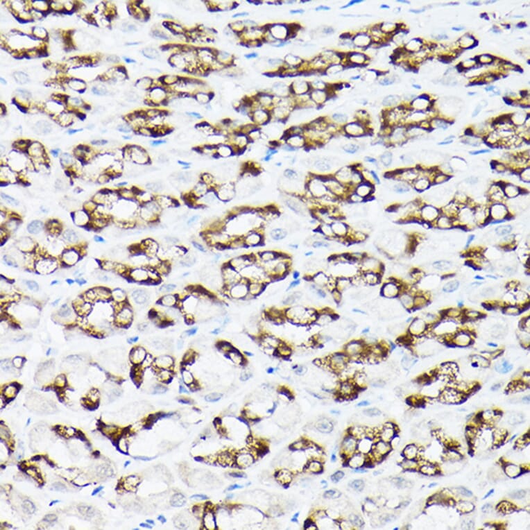 Immunohistochemistry - Anti-NCX1 Antibody (A9718) - Antibodies.com