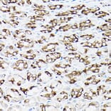 Immunohistochemistry - Anti-NCX1 Antibody (A9718) - Antibodies.com