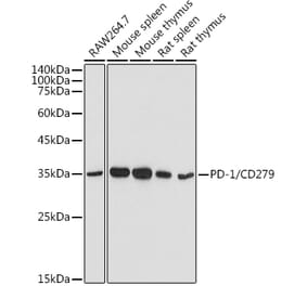 Western Blot - Anti-PD1 Antibody (A9719) - Antibodies.com