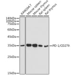 Western Blot - Anti-PD1 Antibody (A9719) - Antibodies.com