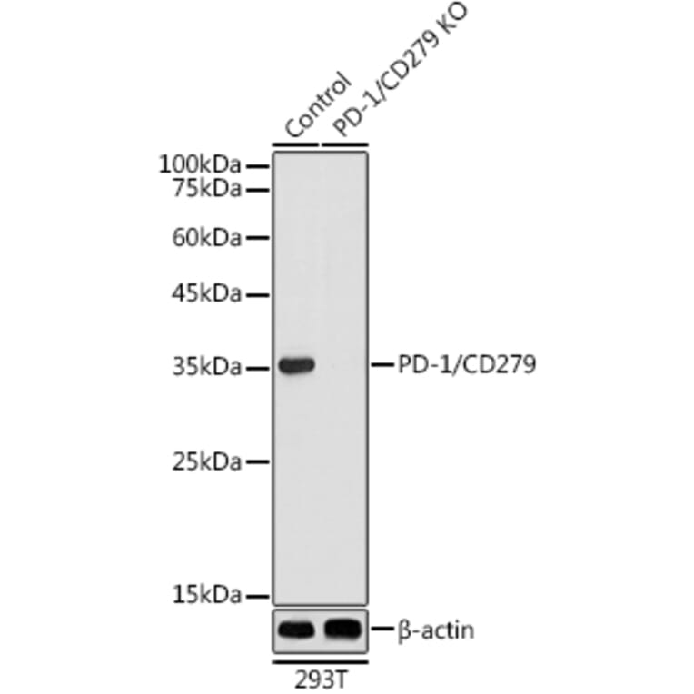 Western Blot - Anti-PD1 Antibody (A9719) - Antibodies.com