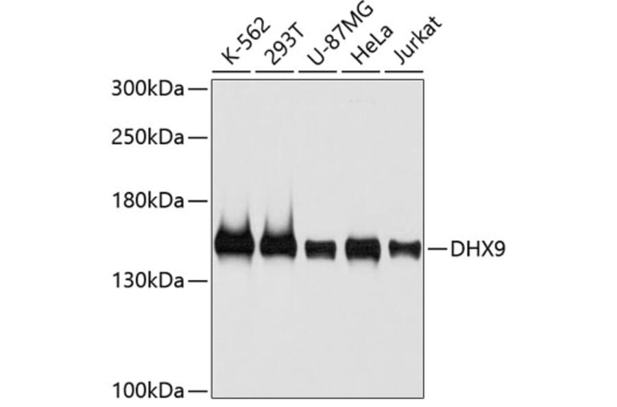 Western Blot - Anti-DHX9 Antibody (A5585) - Antibodies.com