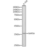 Western Blot - Anti-NAPSIN A Antibody (A9722) - Antibodies.com