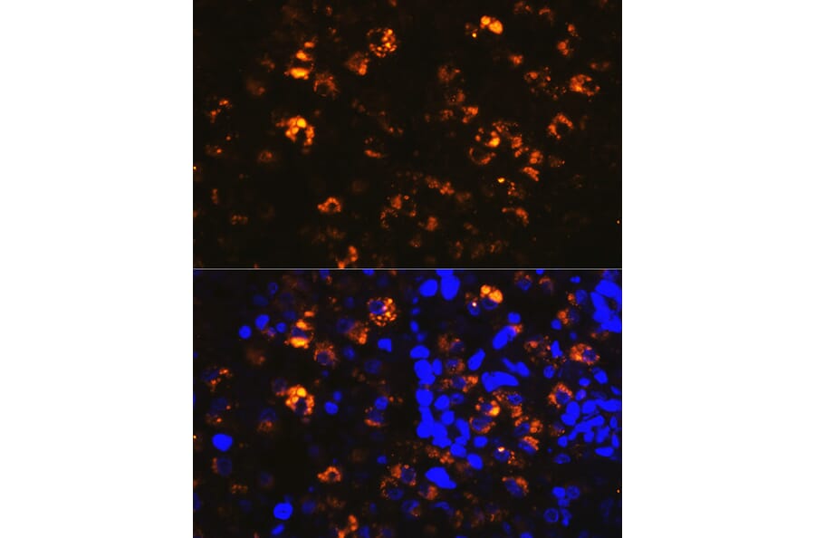 Immunofluorescence - Anti-NAPSIN A Antibody (A9722) - Antibodies.com