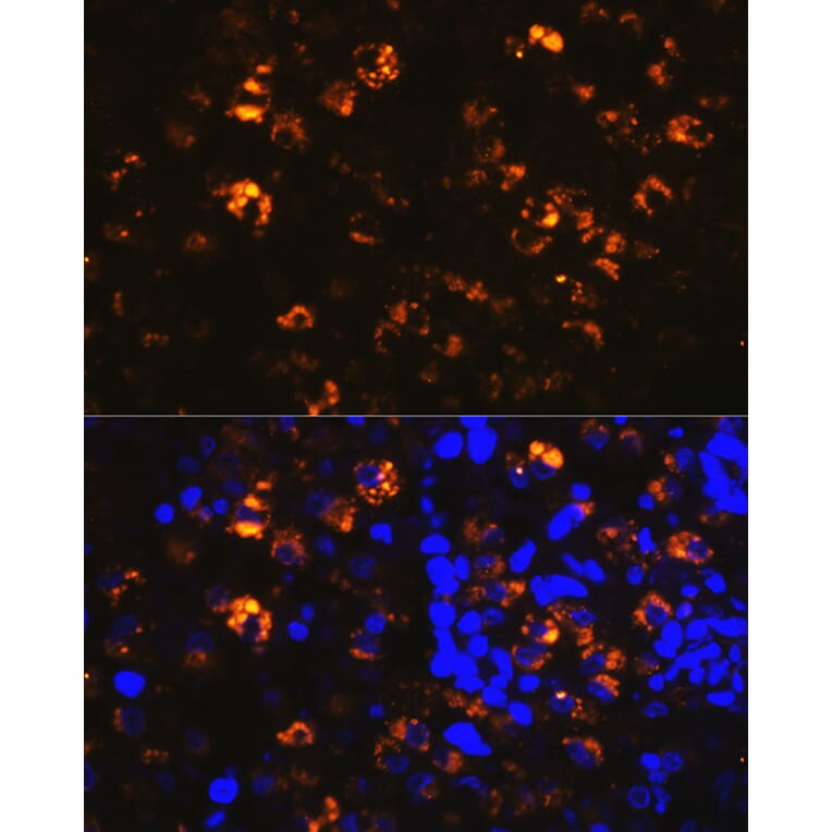 Immunofluorescence - Anti-NAPSIN A Antibody (A9722) - Antibodies.com