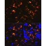 Immunofluorescence - Anti-NAPSIN A Antibody (A9722) - Antibodies.com