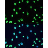 Immunofluorescence - Anti-Dnmt1 (acetyl Lys1127 + Lys1129 + Lys1131 + Lys1133) Antibody (A9723) - Antibodies.com