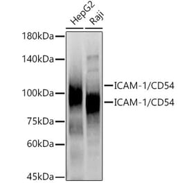 Western Blot - Anti-ICAM1 Antibody (A9725) - Antibodies.com