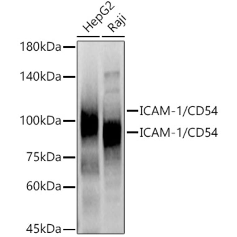 Western Blot - Anti-ICAM1 Antibody (A9725) - Antibodies.com