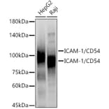 Western Blot - Anti-ICAM1 Antibody (A9725) - Antibodies.com