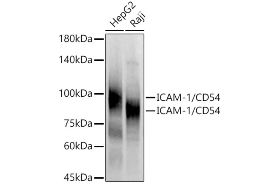Western Blot - Anti-ICAM1 Antibody (A9725) - Antibodies.com