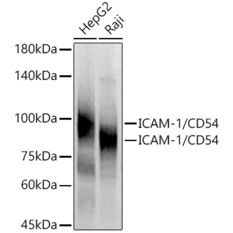 Western Blot - Anti-ICAM1 Antibody (A9725) - Antibodies.com