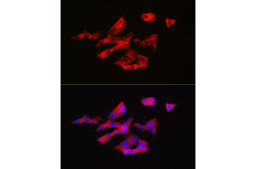 Immunofluorescence - Anti-GnRH Antibody (A9729) - Antibodies.com