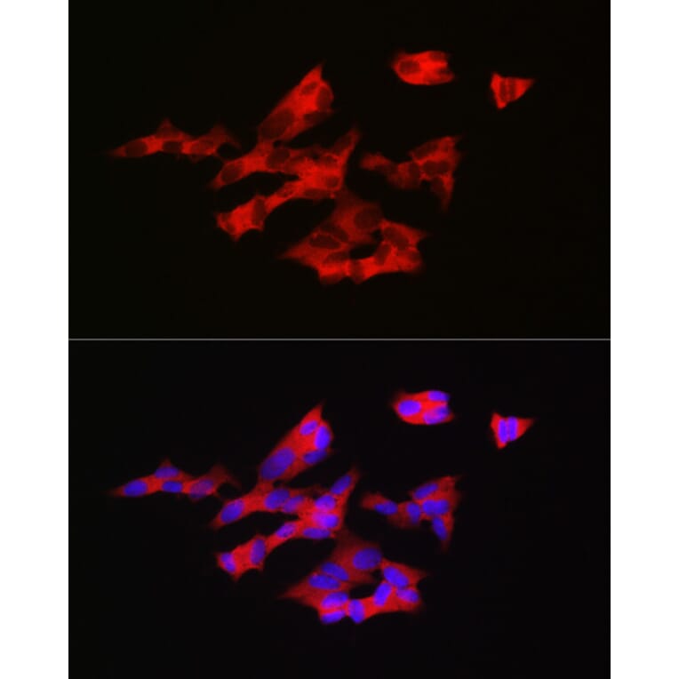 Immunofluorescence - Anti-GnRH Antibody (A9729) - Antibodies.com