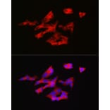 Immunofluorescence - Anti-GnRH Antibody (A9729) - Antibodies.com