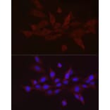 Immunofluorescence - Anti-GnRH Antibody (A9729) - Antibodies.com