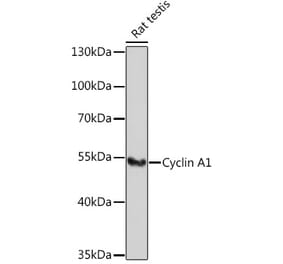 Western Blot - Anti-Cyclin A1 Antibody (A9730) - Antibodies.com