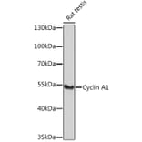 Western Blot - Anti-Cyclin A1 Antibody (A9730) - Antibodies.com