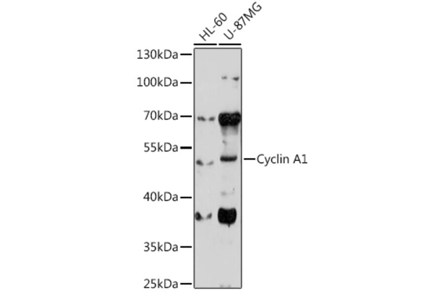 Western Blot - Anti-Cyclin A1 Antibody (A9730) - Antibodies.com