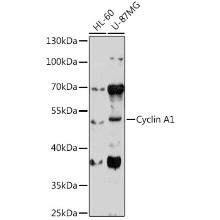 Western Blot - Anti-Cyclin A1 Antibody (A9730) - Antibodies.com