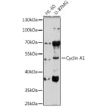 Western Blot - Anti-Cyclin A1 Antibody (A9730) - Antibodies.com