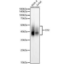 Western Blot - Anti-CD2 Antibody (A9731) - Antibodies.com