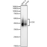 Western Blot - Anti-CD2 Antibody (A9731) - Antibodies.com