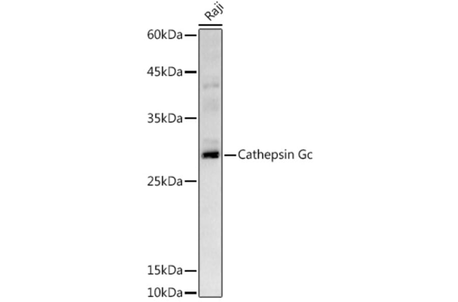 Western Blot - Anti-Cathepsin G Antibody (A9732) - Antibodies.com