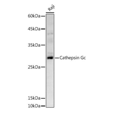Western Blot - Anti-Cathepsin G Antibody (A9732) - Antibodies.com