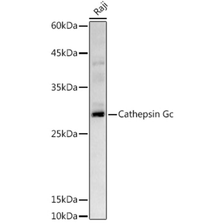 Western Blot - Anti-Cathepsin G Antibody (A9732) - Antibodies.com
