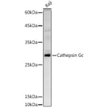 Western Blot - Anti-Cathepsin G Antibody (A9732) - Antibodies.com