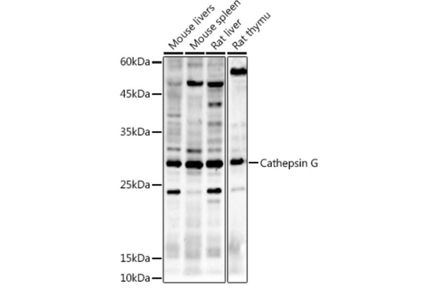 Western Blot - Anti-Cathepsin G Antibody (A9732) - Antibodies.com