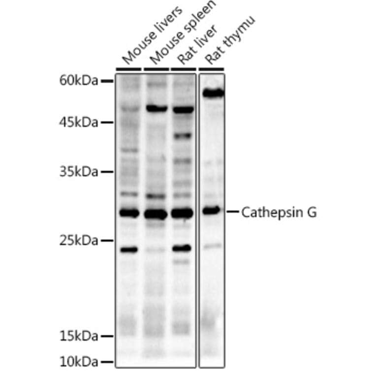 Western Blot - Anti-Cathepsin G Antibody (A9732) - Antibodies.com